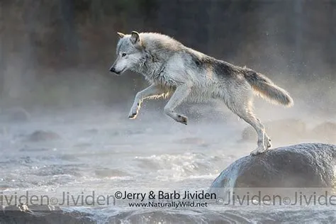 Gray Wolf Jumping Stream