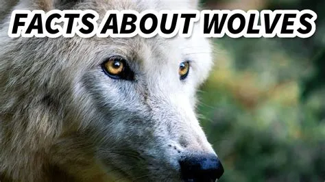 Grey Wolf Facts: also GRAY WOLF facts 🐺 Animal Fact Files - YouTube