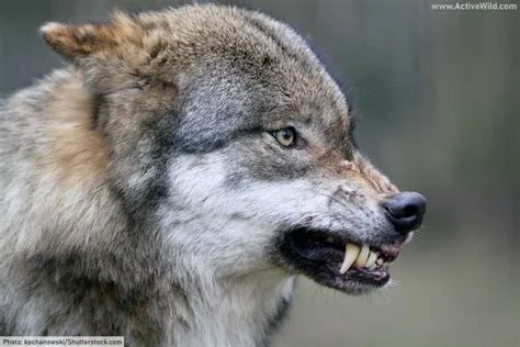 Gray Wolf Facts: Discover One Of The World's Best-Known Predators