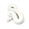 Blue Eye Leucistic Ball Python | for Sale| Reptilia