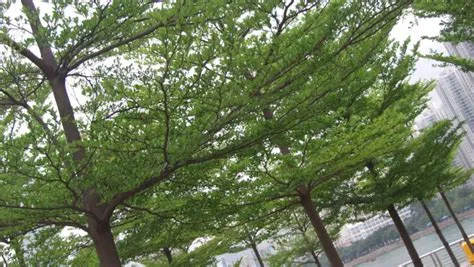 Pohon Rindang Untuk Rumah Minimalis - Desain Gambar Rumah