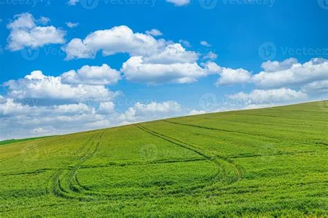 Green field and blue sky field landscape of green fresh wheat grass ...