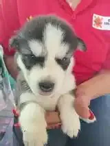 Husky pups looking for a good home TT$2,500 â„–603163 in North East ...