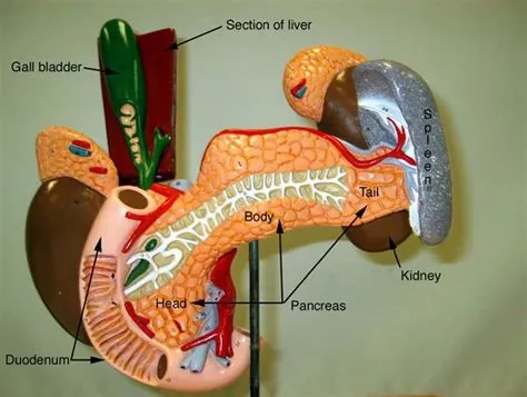 Human anatomy and physiology, Anatomy and physiology, Digestive system ...