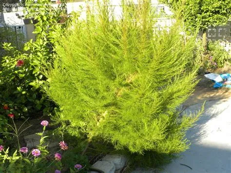 Plant Identification: CLOSED: What's this? (Looks sort of like a small ...