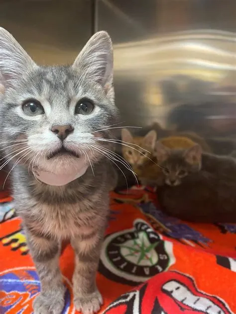 Maryland Department of Agriculture Awards 2024 Spay:Neuter Grant to ...