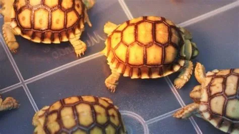 Harga Tiket Masuk Jember Mini Zoo Terbaru Agustus 2024, Tempat Wisata ...