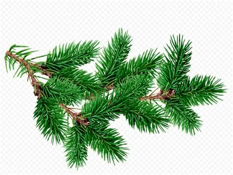 Pine Leaf Png