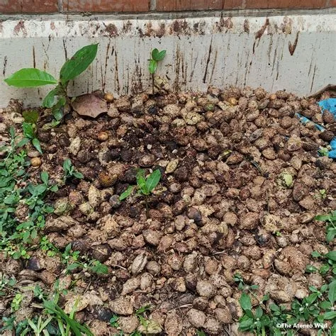 The Ateneo Wild - Our campus fruit bats seem to be enjoying lots of ...