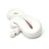 Blue Eye Leucistic Ball Python | for Sale| Reptilia