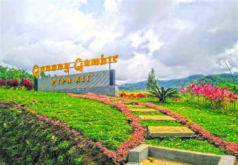 Keindahan Kebun Teh Gunung Gambir Jember - TOPWISATA