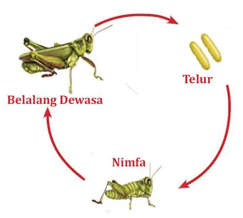 Metamorfosis Sempurna dan Metamorfosis Tidak Sempurna