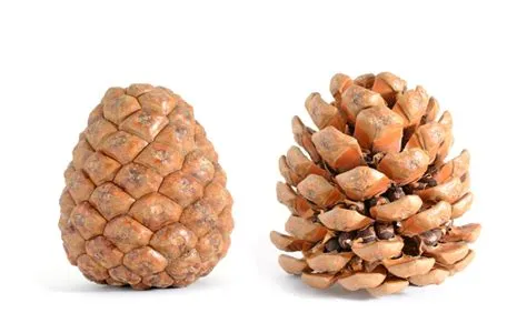 Un arrosage parfait grâce aux pommes de pin, le bon plan insolite