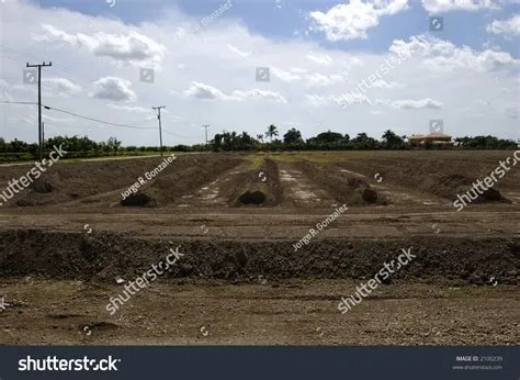 Berms Tree Farm Redlands Miami Florida Stock Photo 2100239 | Shutterstock