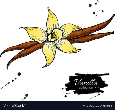 Vanilla flower and bean stick drawing hand Vector Image