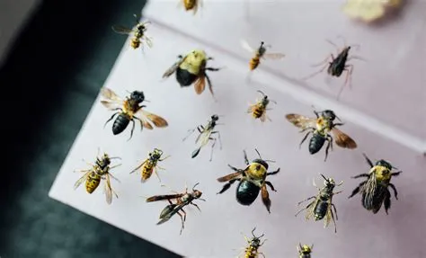 Insect Pinning Guide at Ida Whitford blog