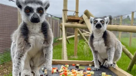 wildway wildlife mini zoo | Day Out With The Kids