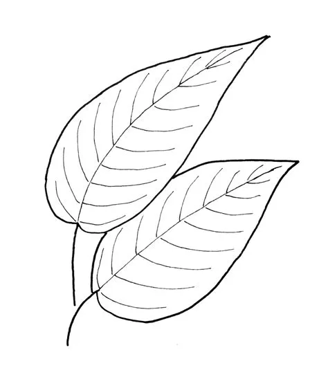 Simple Leaf Drawing at GetDrawings | Free download