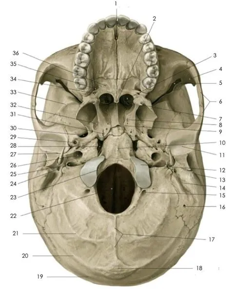 by T4R4 on anatomija | Skull anatomy, Basic anatomy and physiology ...