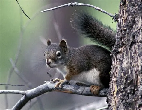 Pine Squirrel