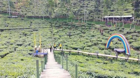 Menyelami Segarnya 'Lautan' Kebun Teh Gunung Gambir Jember, Wisata Alam ...