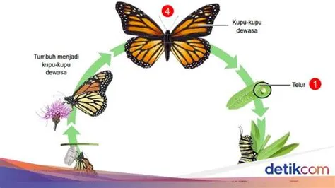 Pengertian Metamorfosis Sempurna dan Tidak Sempurna Beserta Contohnya