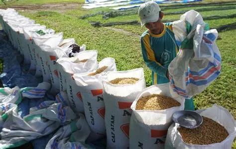 Petani Binaan YDSF di Jember Panen 35 Ton Jagung Hasil Wakaf Produktif ...