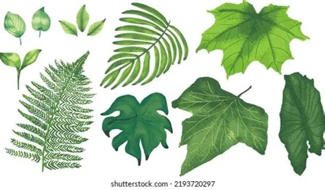 Set Green Leaves Vector Isolated On Stock Vector (Royalty Free ...