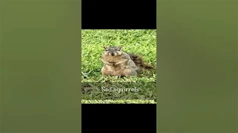 Bad Squirrels - YouTube