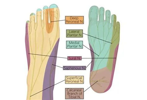 Leg And Feet Nerve Pain at Alexander Jarrett blog