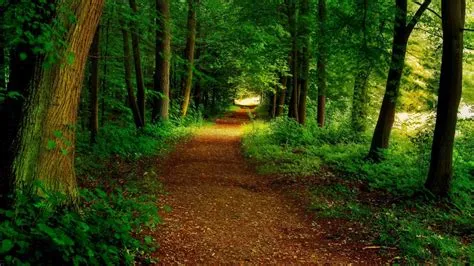 Forest Path Wallpapers - Top Free Forest Path Backgrounds - WallpaperAccess