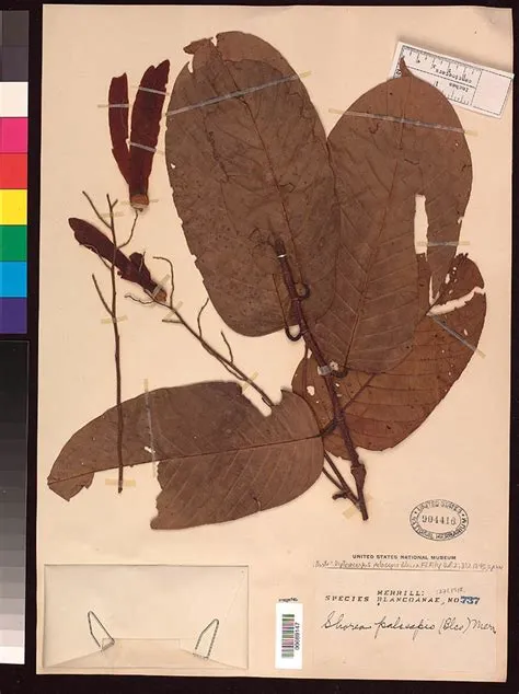 20 Most Endangered Species in the Philippines - HubPages