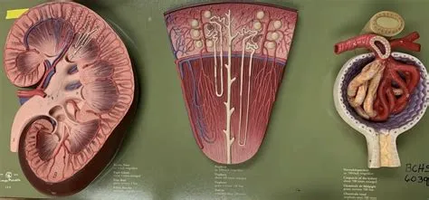 Kidney Nephron Model