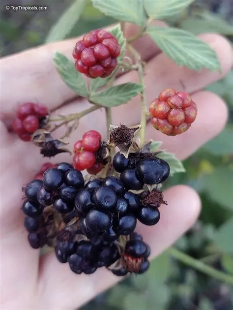 Rubus sanctus (Holy Bramble) | Top Tropicals Plant Encyclopedia