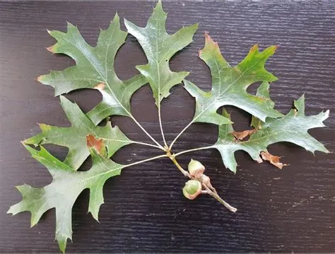 Habits of a pin oak