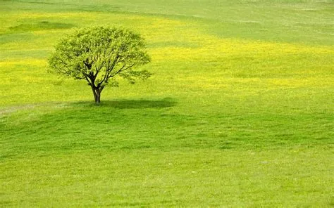 Free photo: Greenery - Grass, Growth, Landscape - Free Download - Jooinn