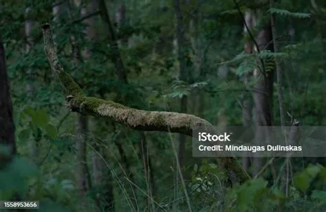 Hutan Rindang Di Lithuania Pohon Pinus Di Latar Belakang Lithuania ...