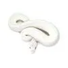 Blue Eye Leucistic Ball Python | for Sale| Reptilia