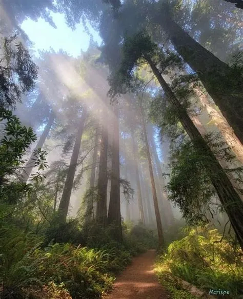 Sunlight Through the Foggy Trees
