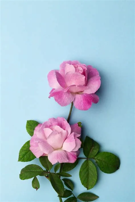 ปักพินโดย Ezgi Kuralay ใน Çiçekler