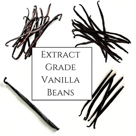 Vanilla Bean Clip Art