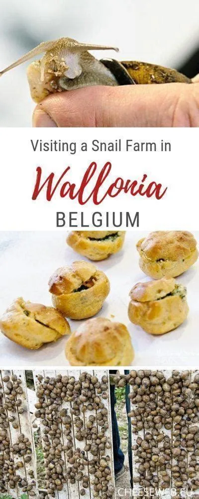 Visiting a Snail Farm in Wallonia, Belgium | CheeseWeb