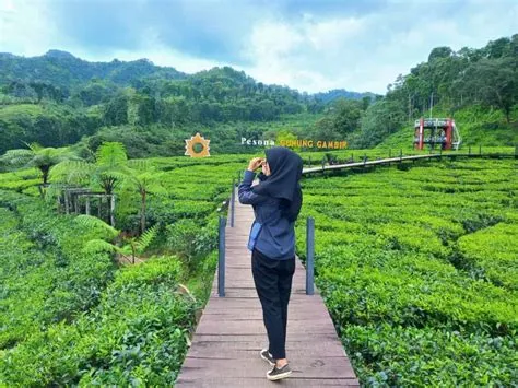 Wisata Alam Menawan Kebun Teh Gunung Gambir Jember Jawa Timur ...