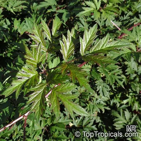 Rubus laciniatus (Cutleaf Evergreen Blackberry) | Top Tropicals Plant ...