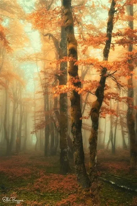 Ellen Borggreve | Fantasy landscape, Watercolor trees, Nature