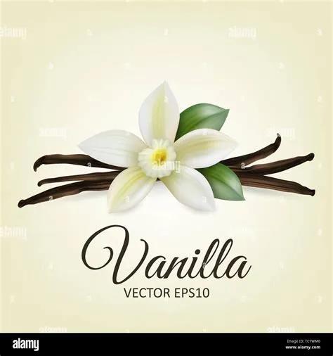 Vanilla Bean Vector