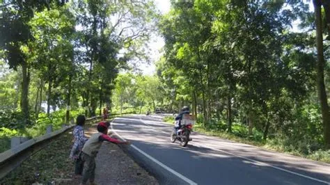 Liburan, Anak-Anak Jadi Awe-Awe di Gunung Gumitir Jember - Surya.co.id
