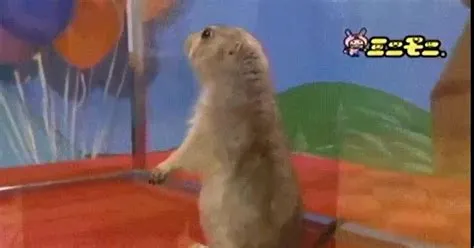 ¡Vaya GIF! / El famoso Dramatic Chipmunk, ahora en Alta Definición