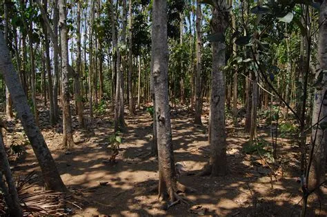 Elevation map of Jember Regency, East Java, Indonesia - MAPLOGS