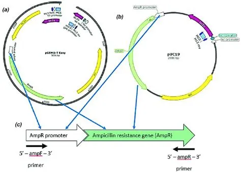 Vectors used in this study which are (A] pGEM-T easy vector, (b) pUC19 ...